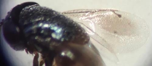 Scutellista caerulea